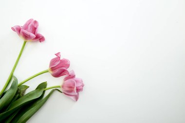 Beyaz arka planda pembe lale çiçekleri