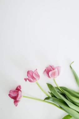 Beyaz arka planda pembe lale çiçekleri