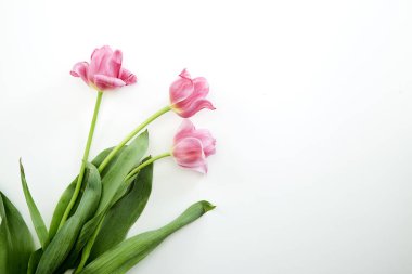 Beyaz arka planda pembe lale çiçekleri