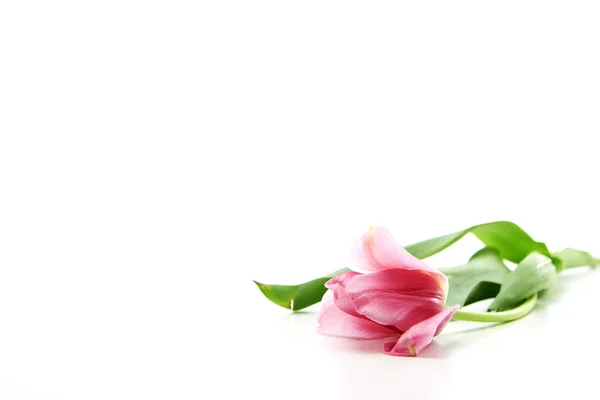 Roze tulpen bloemen op witte achtergrond — Stockfoto