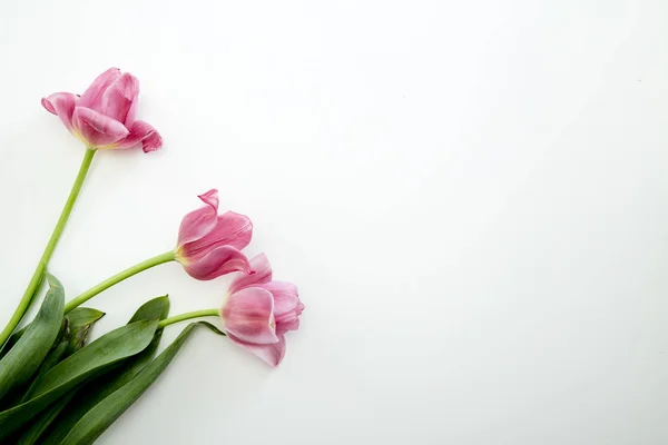 Flores de tulipas rosa no fundo branco — Fotografia de Stock