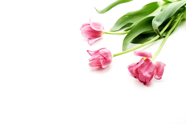 Рожеві тюльпани квіти на білому тлі — стокове фото