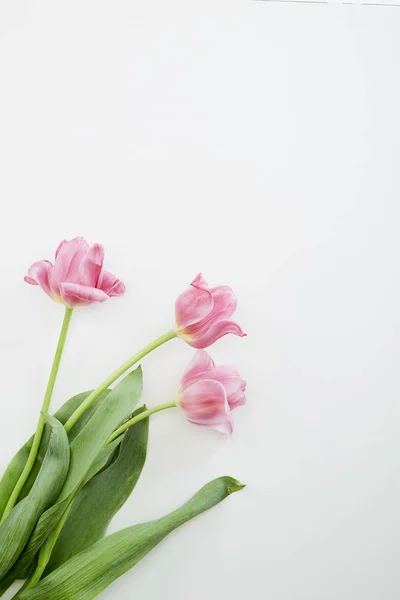 Flores de tulipas rosa no fundo branco — Fotografia de Stock