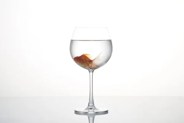 Zlatá rybka ve skle izolovaná na bílém — Stock fotografie