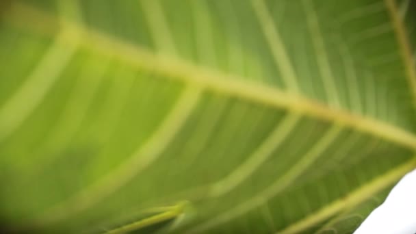 日当たりの良い木の枝に成長する緑のイチジク — ストック動画