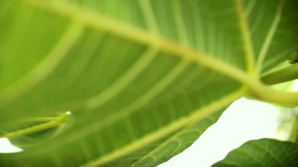 Green Figs Growing Sunny Tree Branch — Stock Video