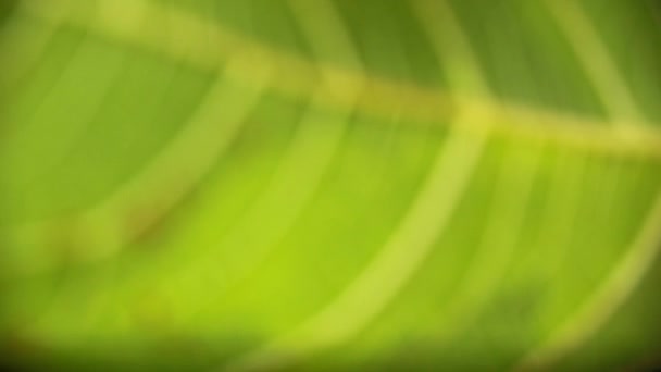 Güneşli Ağaç Dalında Büyüyen Yeşil Incirler — Stok video