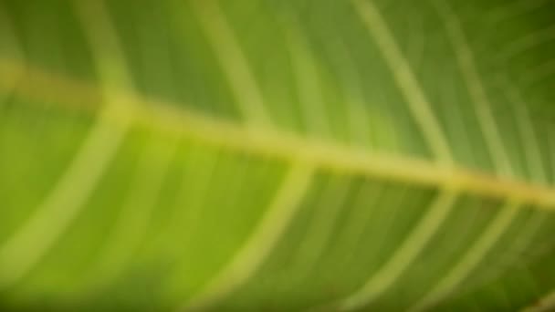 Figues Vertes Poussant Sur Une Branche Arbre Ensoleillée — Video