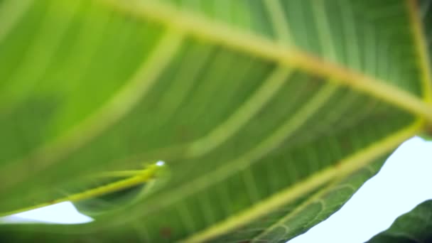Figos Verdes Crescendo Ramo Ensolarado Árvore — Vídeo de Stock