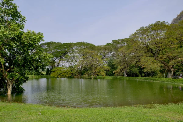 Natural Park Pond landscape background — Stock Photo, Image