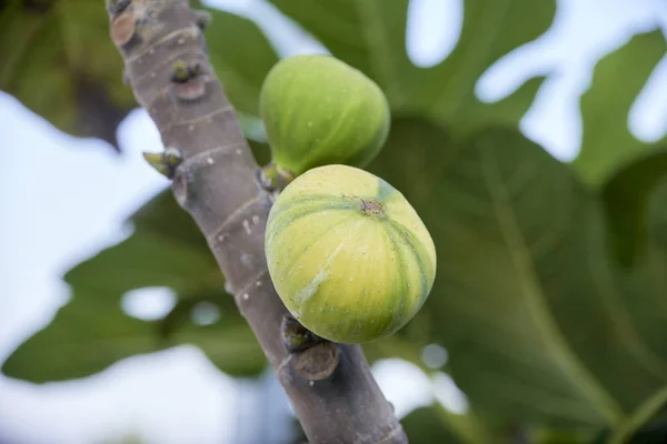 Closeup Ripening Striped Fig Tree — Stock Photo, Image