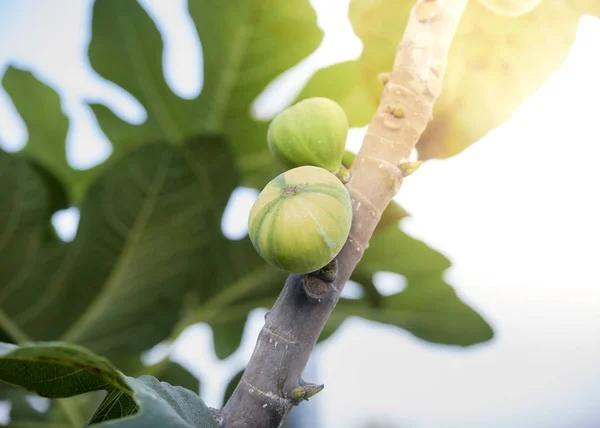 Closeup Ropening Striped Fig Tree — Stok Foto