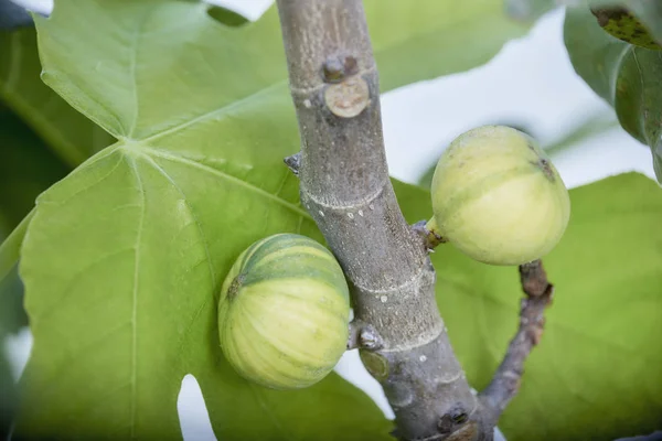 Closeup Ropening Striped Fig Tree — Stok Foto