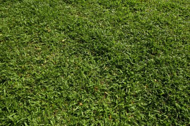 Background from green grass in the park.
