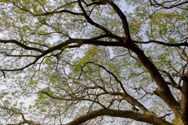 tree branch sunlight on white background