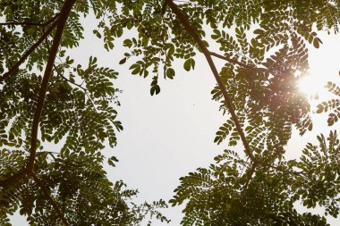 tree branch sunlight on white background