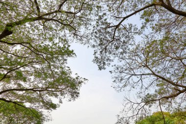 tree branch sunlight on white background