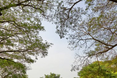 tree branch sunlight on white background