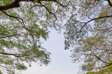 tree branch sunlight on white background