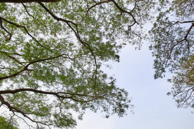 tree branch sunlight on white background