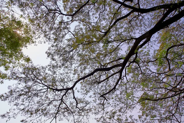 tree branch sunlight on white background