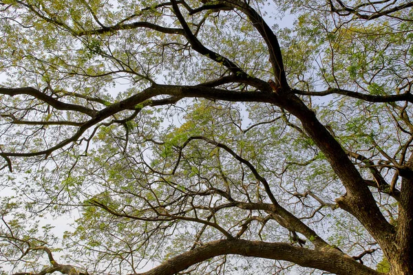 tree branch sunlight on white background