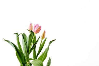Beautiful bouquet tulips on white background