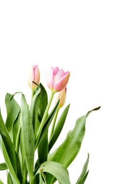Beautiful bouquet tulips on white background