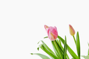 Beautiful bouquet tulips on white background