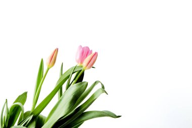 Beautiful bouquet tulips on white background