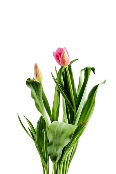Beautiful bouquet tulips on white background — Stockfoto