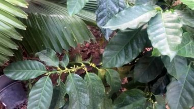 Bahçedeki kahve ağacı. Doğada kahve bırakır.