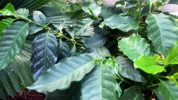 Cafetière Dans Jardin Laisse Café Dans Nature — Video