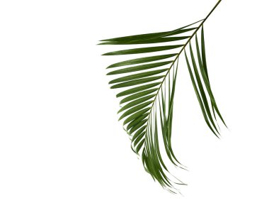 Tropik yeşil palmiye izni, orman terk çiçek deseni beyaz arkaplanda izole edilmiş metin veya tasarım için alanı kopyala