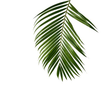 Tropik yeşil palmiye izni, orman terk çiçek deseni beyaz arkaplanda izole edilmiş metin veya tasarım için alanı kopyala