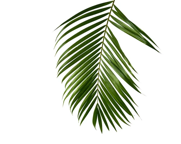 Tropik yeşil palmiye izni, orman terk çiçek deseni beyaz arkaplanda izole edilmiş metin veya tasarım için alanı kopyala