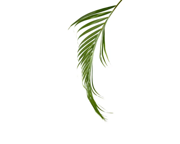 Тропические Зеленые Пальмы Оставить Джунгли Оставить Цветочный Узор Изолированы Белом — стоковое фото