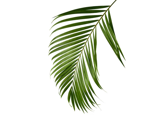 Tropical Green Palm Leave Jungle Leave Floral Pattern Isolated White — Stock Photo, Image