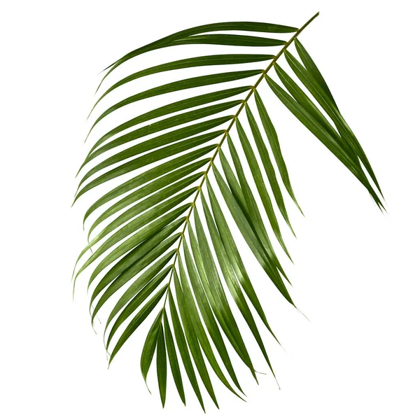 Tropical Green Palm Leave Jungle Leave Floral Pattern Isolated White —  Fotos de Stock