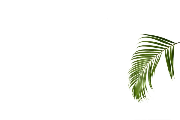 Tropical Green Palm Leave Jungle Leave Floral Pattern Isolated White —  Fotos de Stock