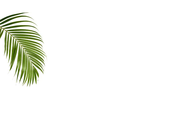 Tropical Verde Palma Licença Selva Deixar Padrão Floral Isolado Fundo — Fotografia de Stock