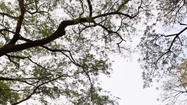 Κλαδιά Δέντρων Πράσινα Φύλλα Στο Δάσος — Αρχείο Βίντεο