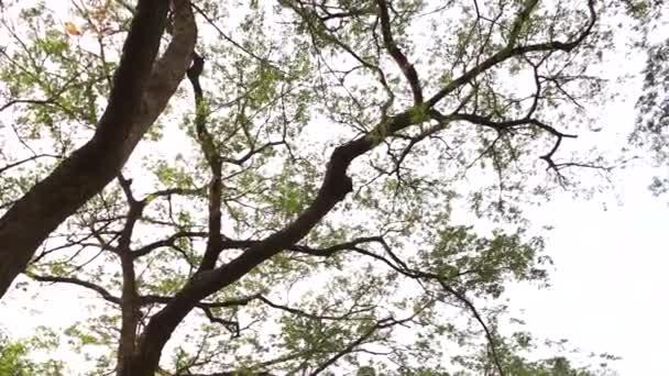 Äste Von Bäumen Mit Grünen Blättern Wald — Stockvideo