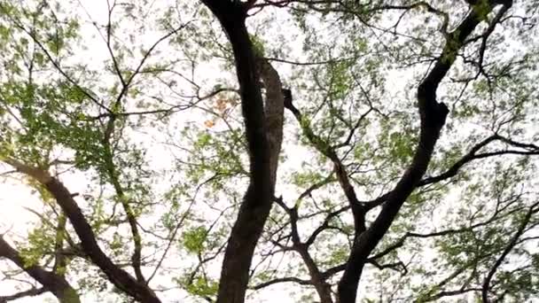 Ramas Árboles Con Hojas Verdes Bosque — Vídeos de Stock