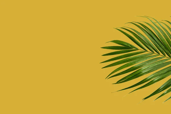 Концепция Текстуры Тропического Кокосового Листа Кокосовый Лист Выделен Красочном Фоне — стоковое фото