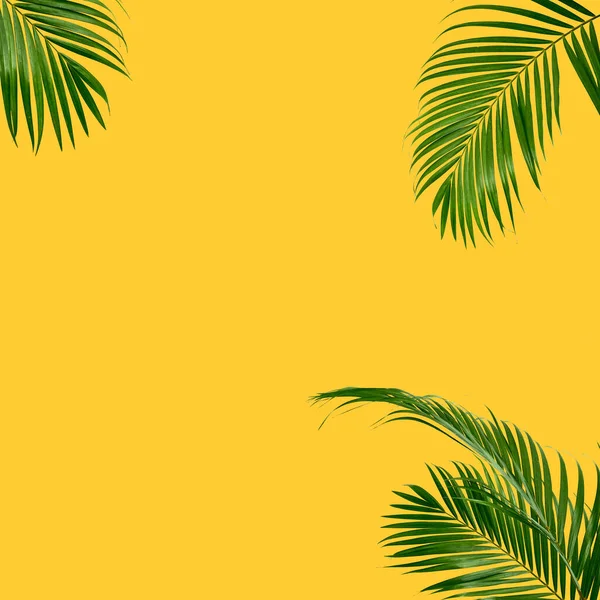 Flat Lay Palma Verde Tropical Vista Ramificação Espaço Cópia Composição — Fotografia de Stock