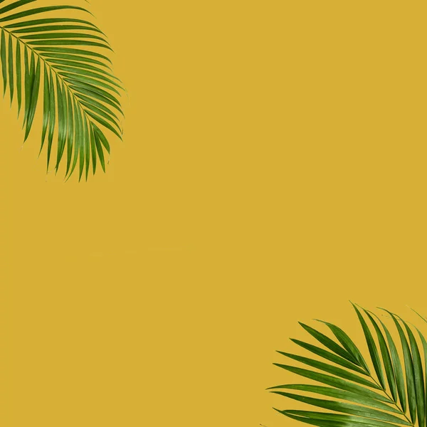 Koncept Tropické Textury Kokosových Listů Kokosový List Izolovaný Barevném Pozadí — Stock fotografie