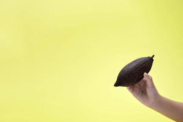 Manos Femeninas Sosteniendo Granos Cacao Secos Aislados Sobre Fondo Amarillo — Foto de Stock