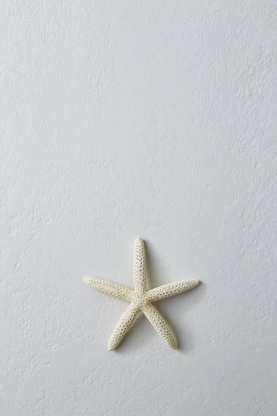 Starfish Isolated Concrete White Wall Background Summer Copy Space Text — Stock Photo, Image