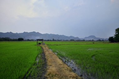 Yasemin pirinç tarlaları, Tayland 'da kurak mevsim, su kıtlığı ve ürün fiyatları